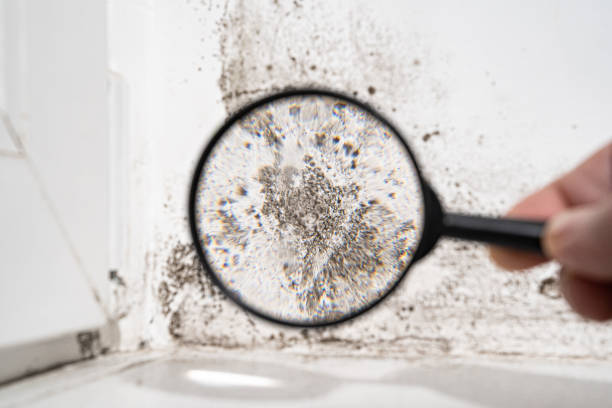 Mold Odor Removal Services in South Run, VA